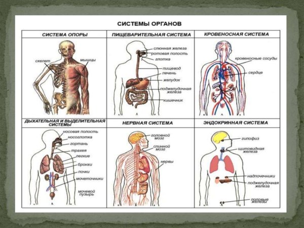 Таблица системы органов человека (59 фото)